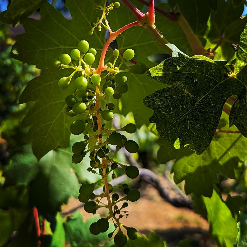 Small grapes growing in vineyard.